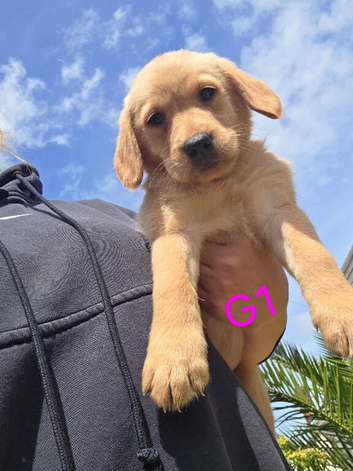 Ready Now Gorgeous Goldador Puppies