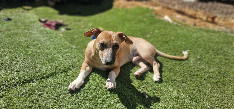 Lurcher x terrier