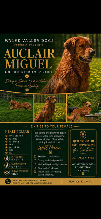 Golden retriever stud