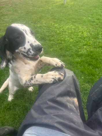 Gorgeous Black & White ESS bitch puppy
