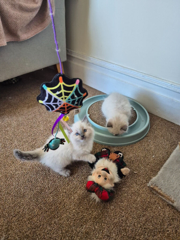 Last one female beautiful Ragdoll kittens
