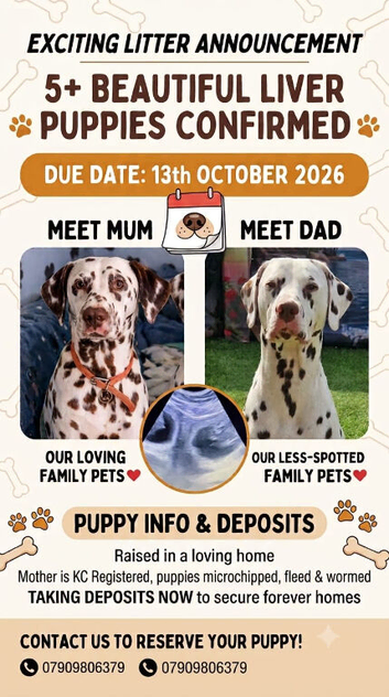 We have arriving a litter of liver spotted puppies due around 13th October ready to leave first week january