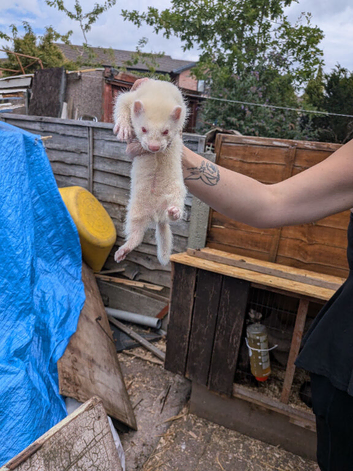 Ferrets for sale