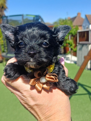 LAST GIRL! Mini Black Yorkshire Terrier