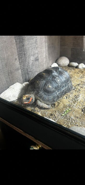 Redfoot tortoise