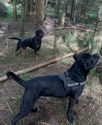 Cane Corso x Rottweiler puppies