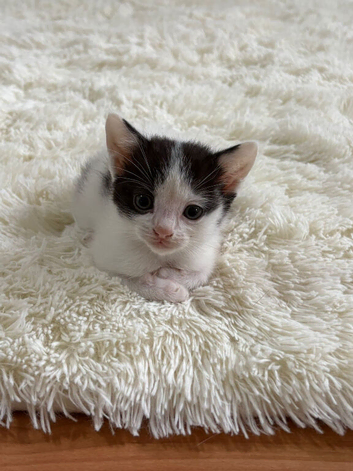 Beautiful 2 male kittens