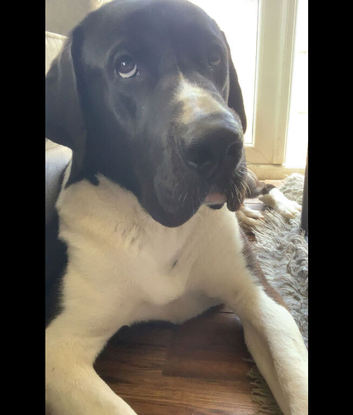 Great Dane cross Akita