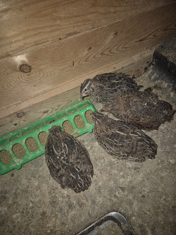 Quails for sale
