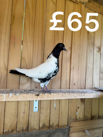 Beautiful Afghan pigeons