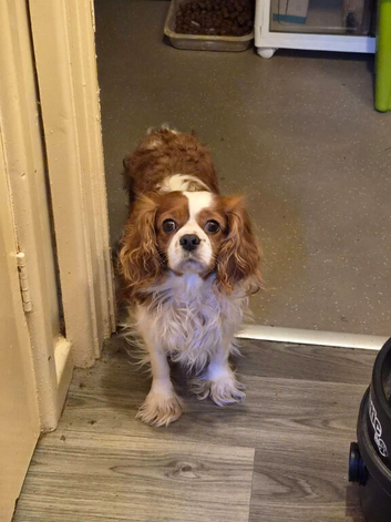 Cavalier King Charles Spaniel Pup's