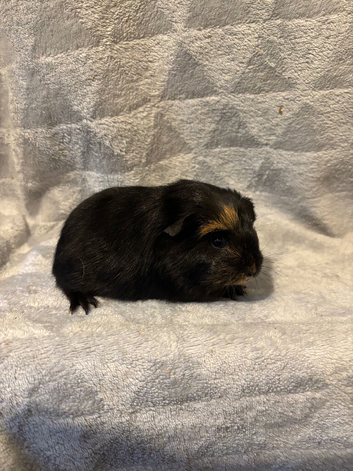 Single baby boy guinea pig