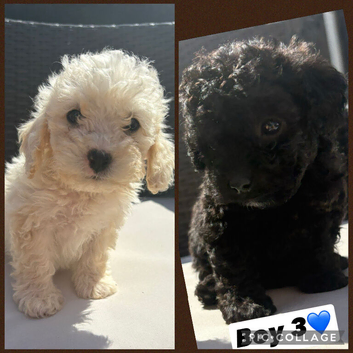 Cavapoo f2 just two boys left