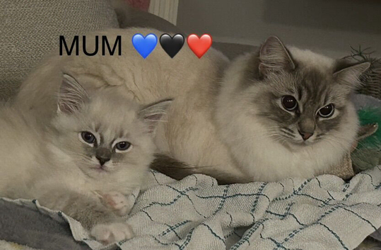 STUNNING FEMALE RAGDOLL KITTEN READY NOW