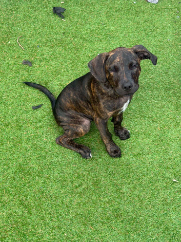 Mastiff cross border collie puppy