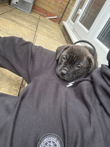 Cane corso