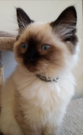 Lovely Ragdoll kittens for sale