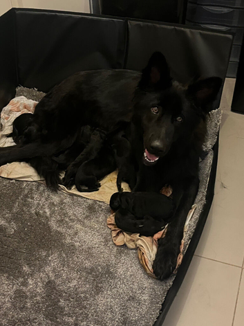 1 black girl straight back long coat German shepherd