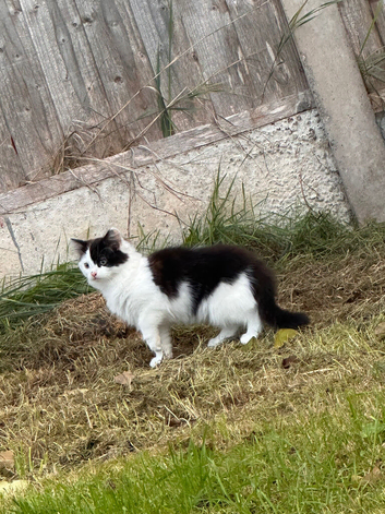 2 kitty