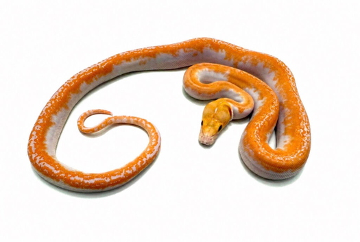 white albino pied poss citron