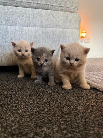 British shorthair kittens.