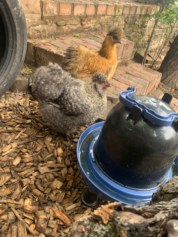 Silkie cockerels for sale