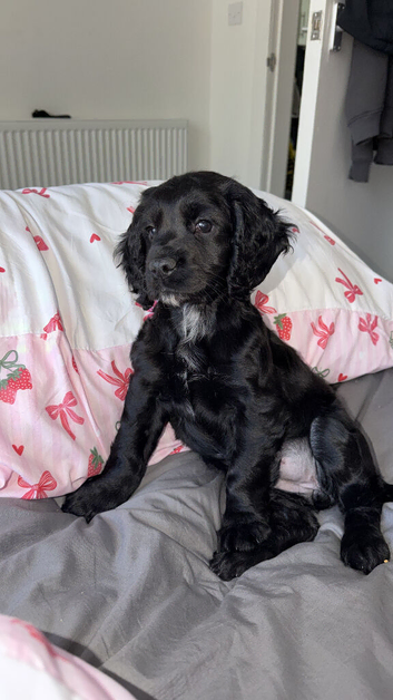 Kc 8 weeks puppy for sale