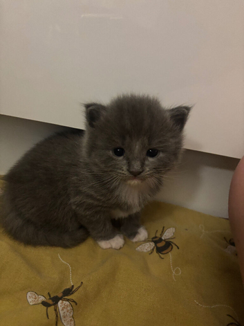 Ragdoll cross Russian blue