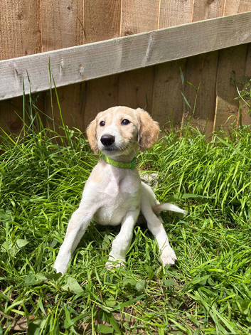 Beautiful KC registered puppies