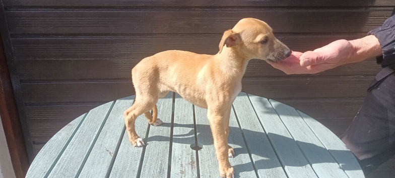 Whippet pups