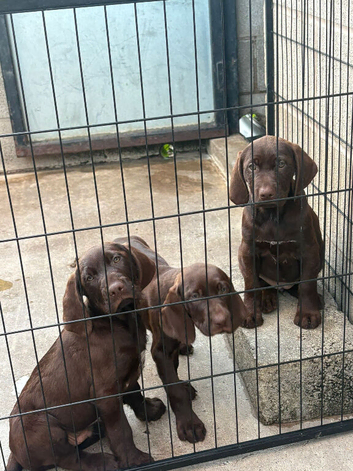 3 Beautiful Pointer Puppies