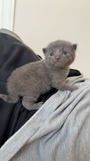 Beautiful grey male kitten
