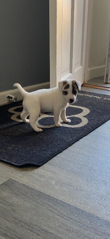 Jack Russell pup