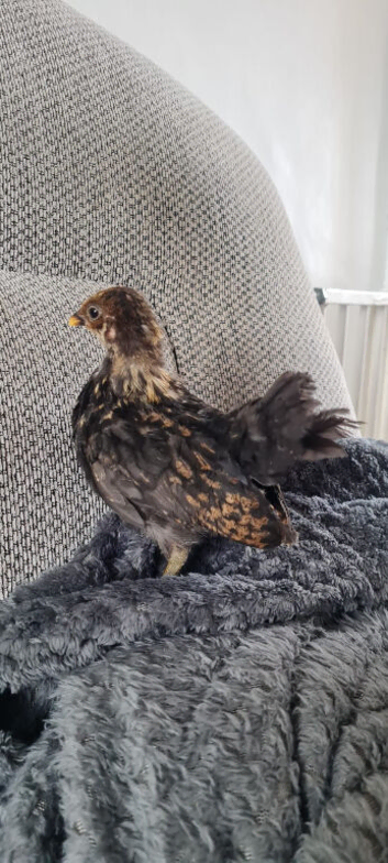 5 week old serama chicken