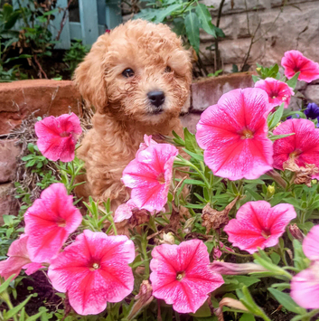 F1BB CAVAPOO PUPPIES