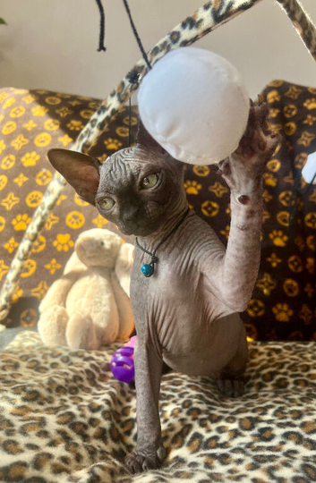 Sphynx kittens ready to leave