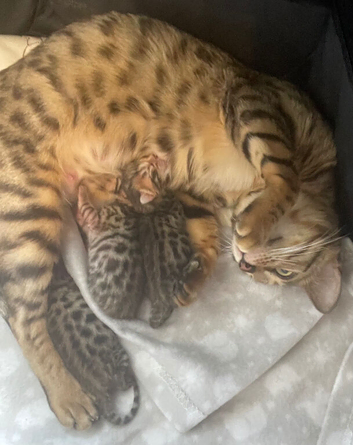 2 male bengal kittens