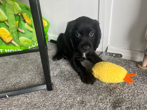Gorgeous Cocker Spaniel Puppies &ndash; Ready Now