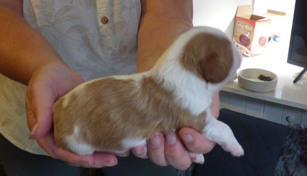 Kc registered cavalier king charles