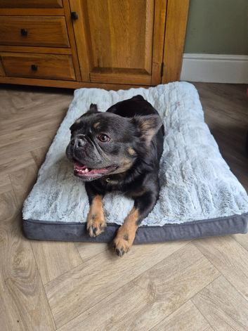 Fluffy male french bull dog