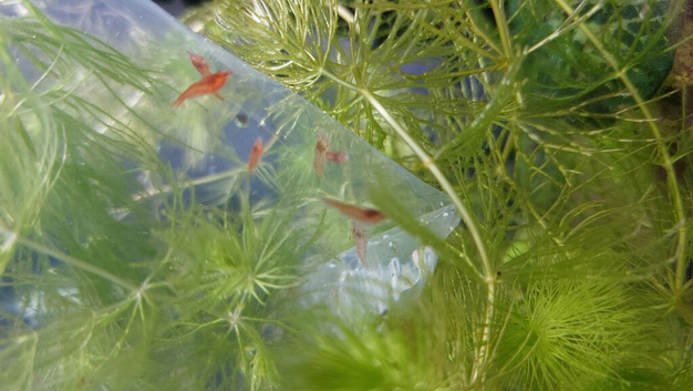 Cherry shrimp
