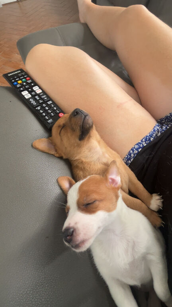 3 beautiful wee girls for sale