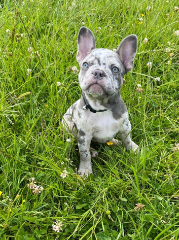 Beautiful Frenchie pups
