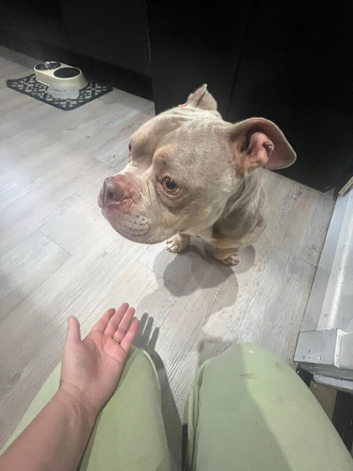 5 year old pocket bully