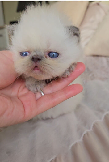 Stunning Pedigree Persian Kittens
