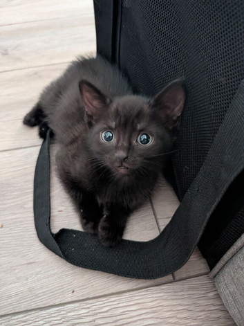 4 Kittens for sale