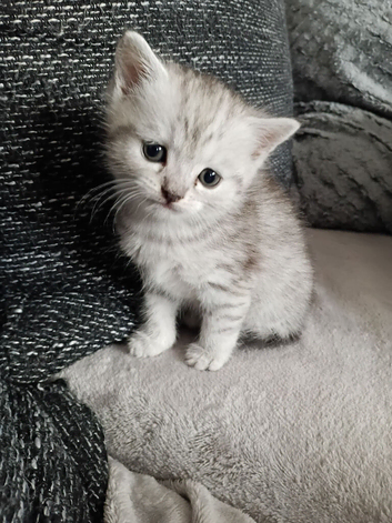 Pedigree Persian kittens for sale