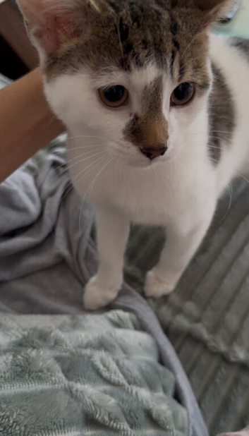 6 month old male kitten