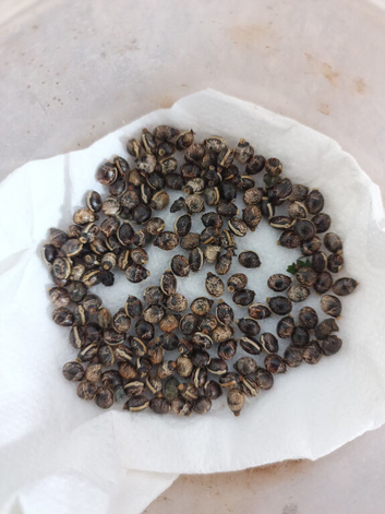 Macleays Spectre/ Giant Prickly Stick Insect Eggs
