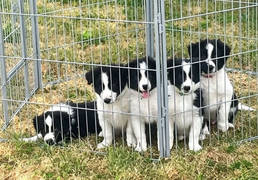 READY NOW - The prettiest Border Collies you will see today